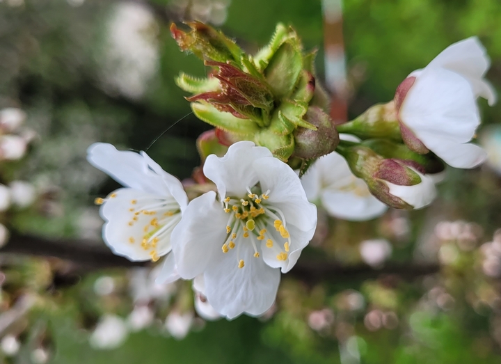 Kirschblüten in Babensham