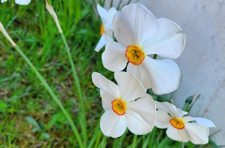 Osterglocken in Babensham