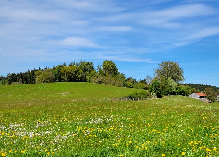 Wiesen bei Babensham