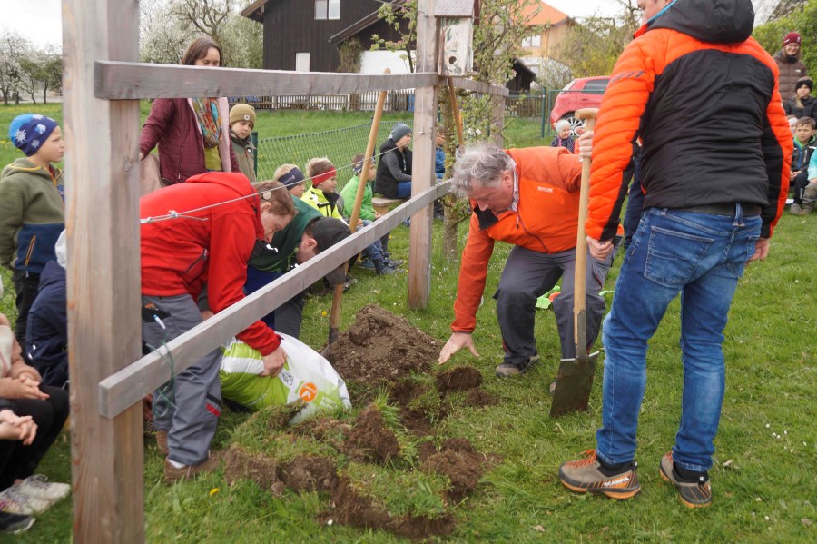 Gute Bedingungen für den Apfelbaum „Fuchzga Gala“ Der Baum bekommt gute Erde ins Pflanzloch