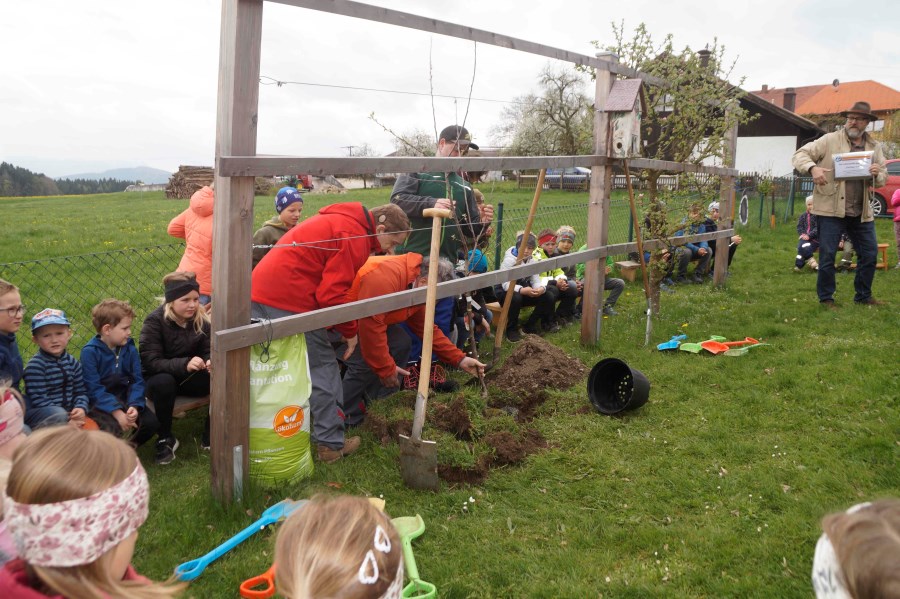 Neuer Apfelbaum für den Kindergarten Der Baum kommt ins Pflanzloch