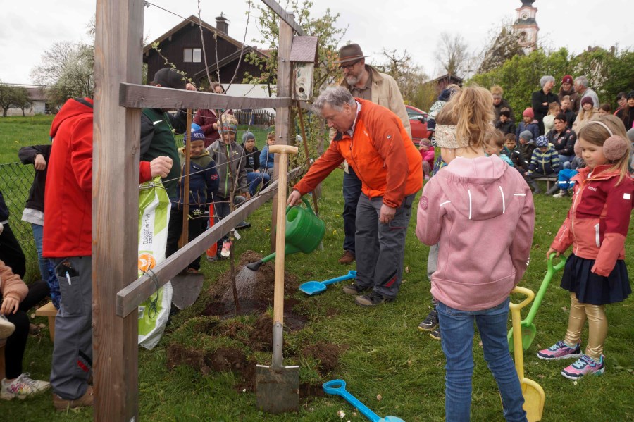 Nun wird kräftig angegossen, damit der Baum gut anwachsen kann