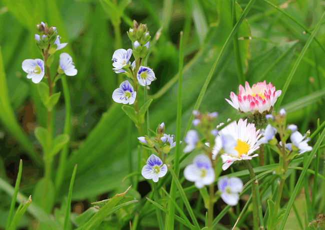 Wildblumen