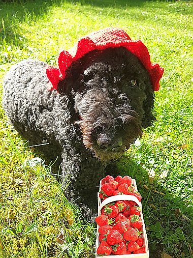 2026-06-02-BILD-FannyErdbeeren_380