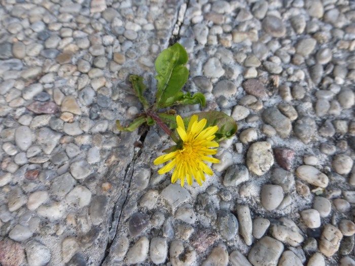 Kraft der Natur