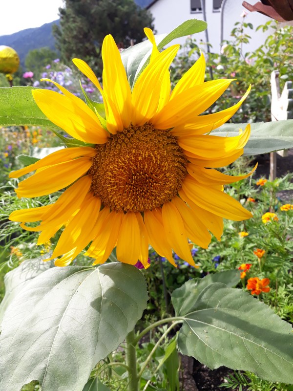 Sonnenblume