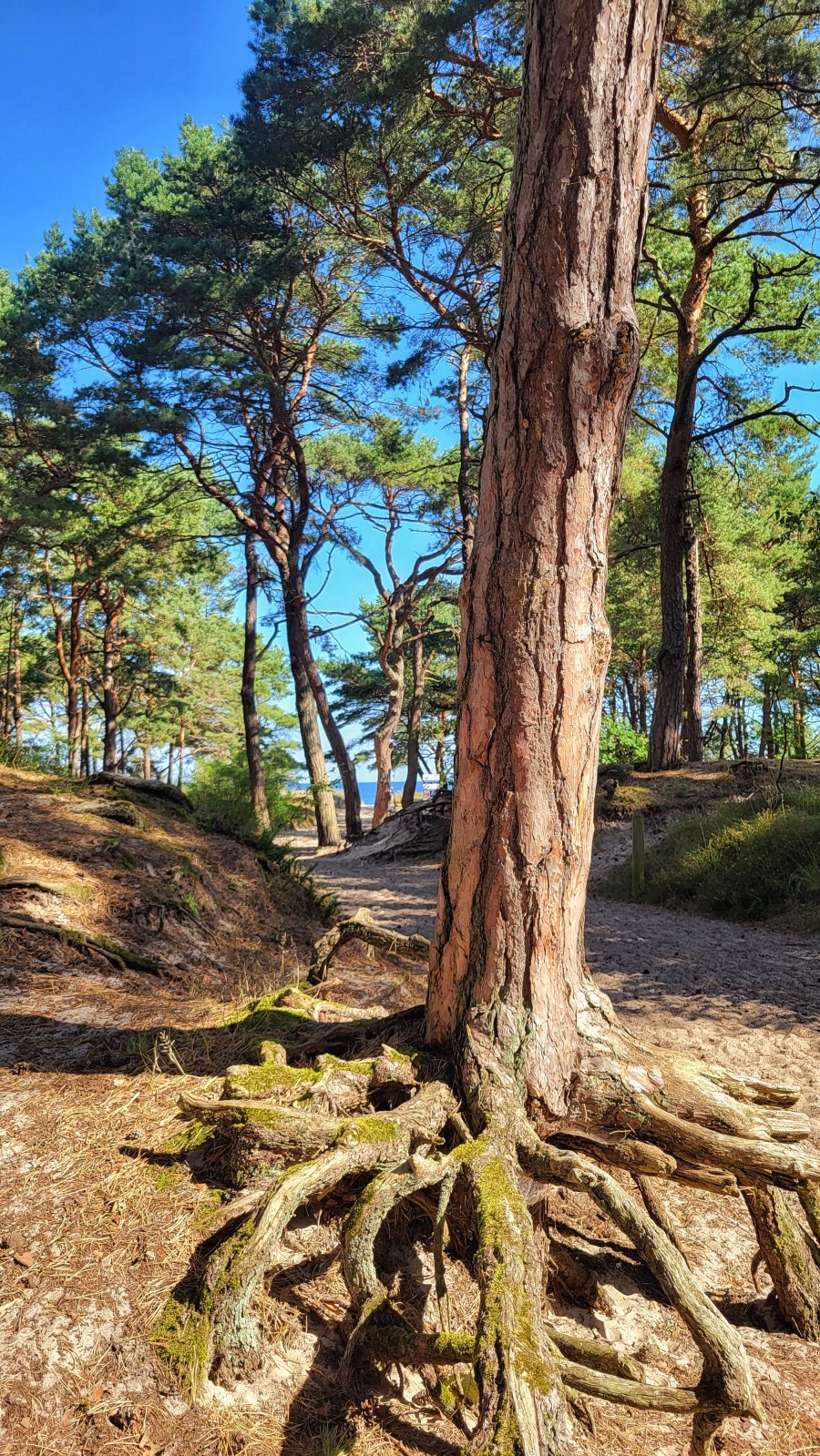 Baum mit Wurzeln
