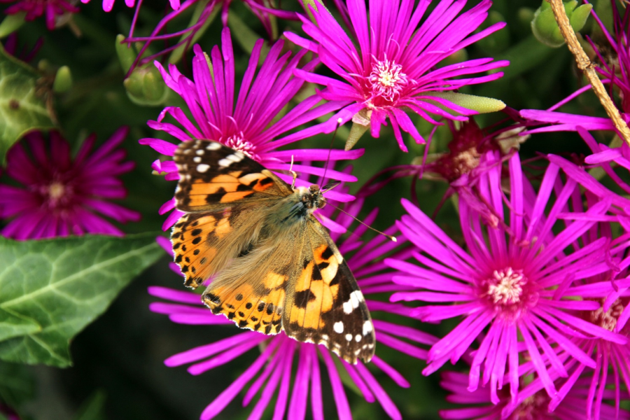Blumenwiese mit Schmetterling