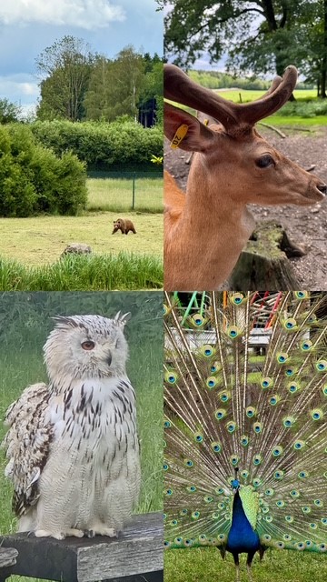 Alle Tiere