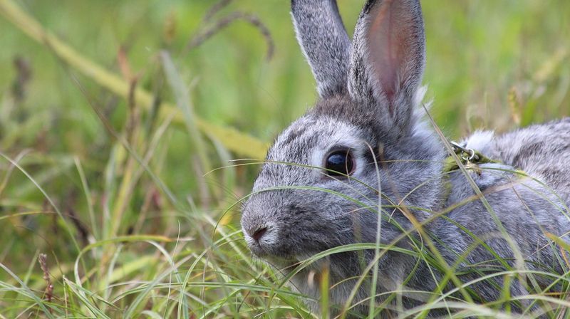 zoosnow-rabbit