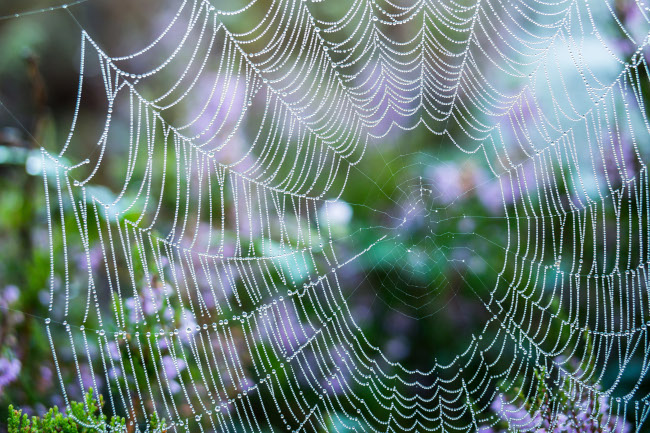 Spinnennetz mit Tautropfen vor unscharfem, blumigem Hintergrund
