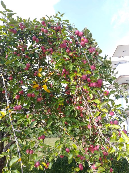 Apfelbaum