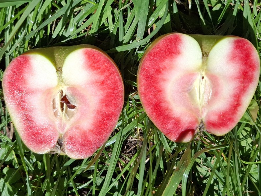 Das rote Fruchtfleisch der Burger Äpfel
