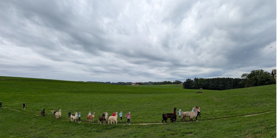 Ferienprogramm - Wandern mit den Lamas am Waginger See