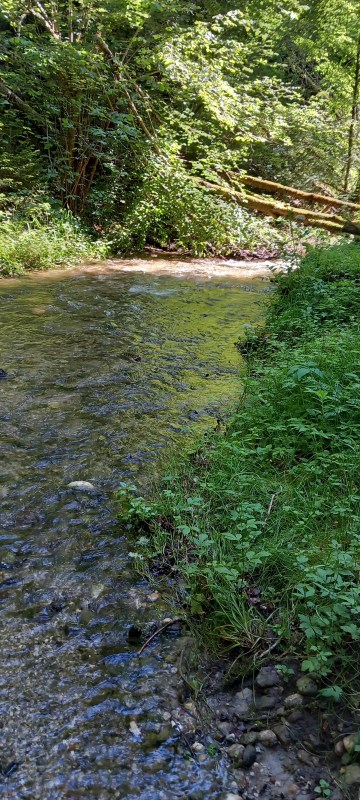 Ein Bach schlängelt sich durch den Wald