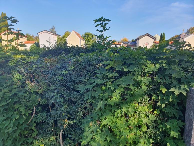 Wildwuchs aus den Friedhofshecken