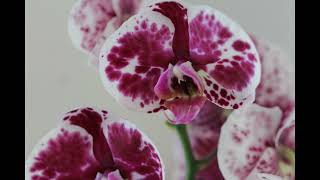 Platzhalter-Bild fuer YouTube-Video